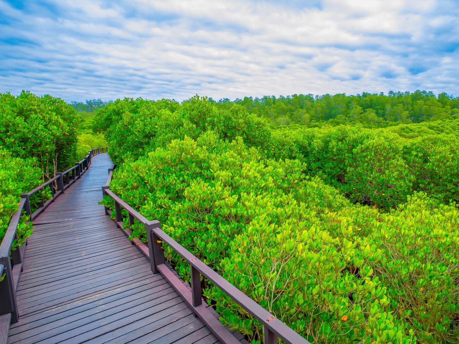 Hua Hin Jungle